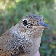 Törnsångare, Sundre 20120829